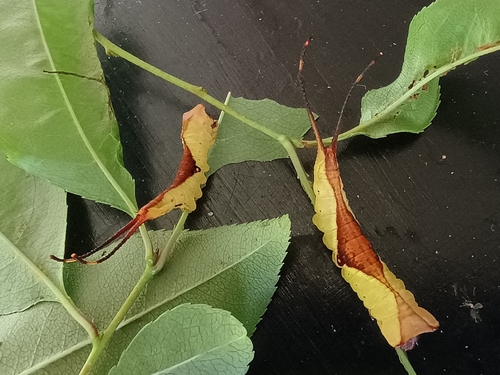 White Furcula Moth