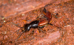 Hesperus baltimorensis