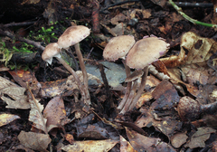 Melanophyllum haematospermum