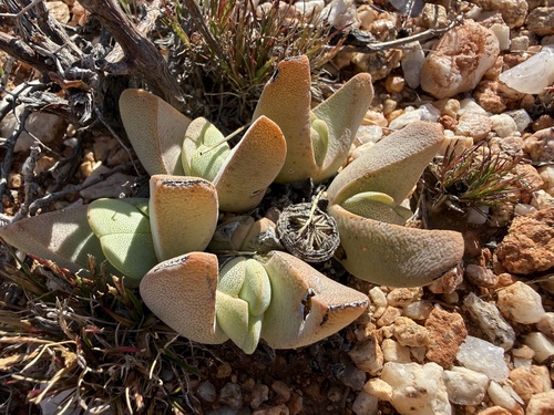 Ihlenfeldtia vanzylii