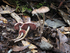 Melanophyllum haematospermum