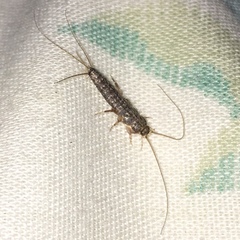 Ctenolepisma lineatum