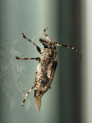 Aegomorphus jaspideus