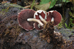 Melanophyllum haematospermum