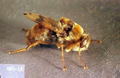 Oestrinae