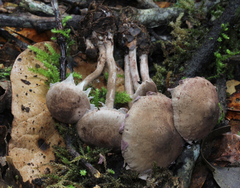 Melanophyllum haematospermum