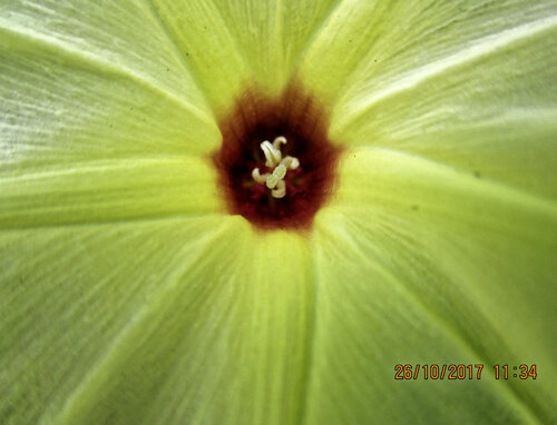 Hewittia malabarica, photograph 6