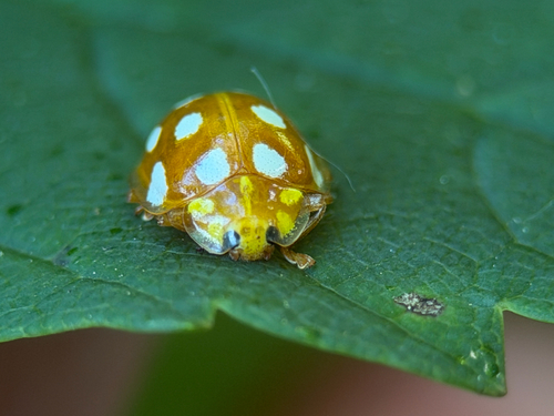 Orange Ladybird