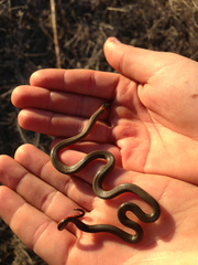 Diadophis punctatus similis
