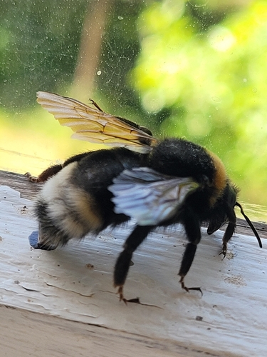 Vestal Cuckoo Bumble bee