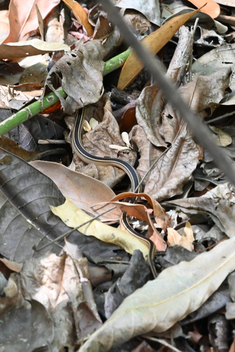 Sooty Black-striped Snake
