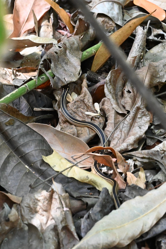 Sooty Black-striped Snake