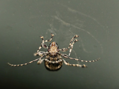 Aegomorphus jaspideus