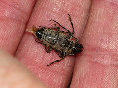 Aegomorphus jaspideus