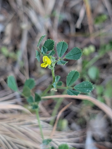 Medicago littoralis