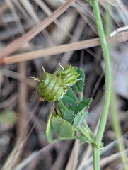 (c) Denis Bastianelli, some rights reserved (CC BY) Medicago littoralis, photograph (c) Denis Bastianelli, some rights reserved (CC BY)