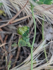 (c) Denis Bastianelli, some rights reserved (CC BY) Medicago littoralis, photograph (c) Denis Bastianelli, some rights reserved (CC BY)