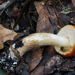 Leccinum longicurvipes - Photo (c) Alan Rockefeller, some rights reserved (CC BY), uploaded by Alan Rockefeller