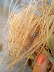 Pseudobombax septenatum