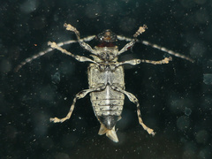 Aegomorphus jaspideus