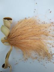 Pseudobombax septenatum