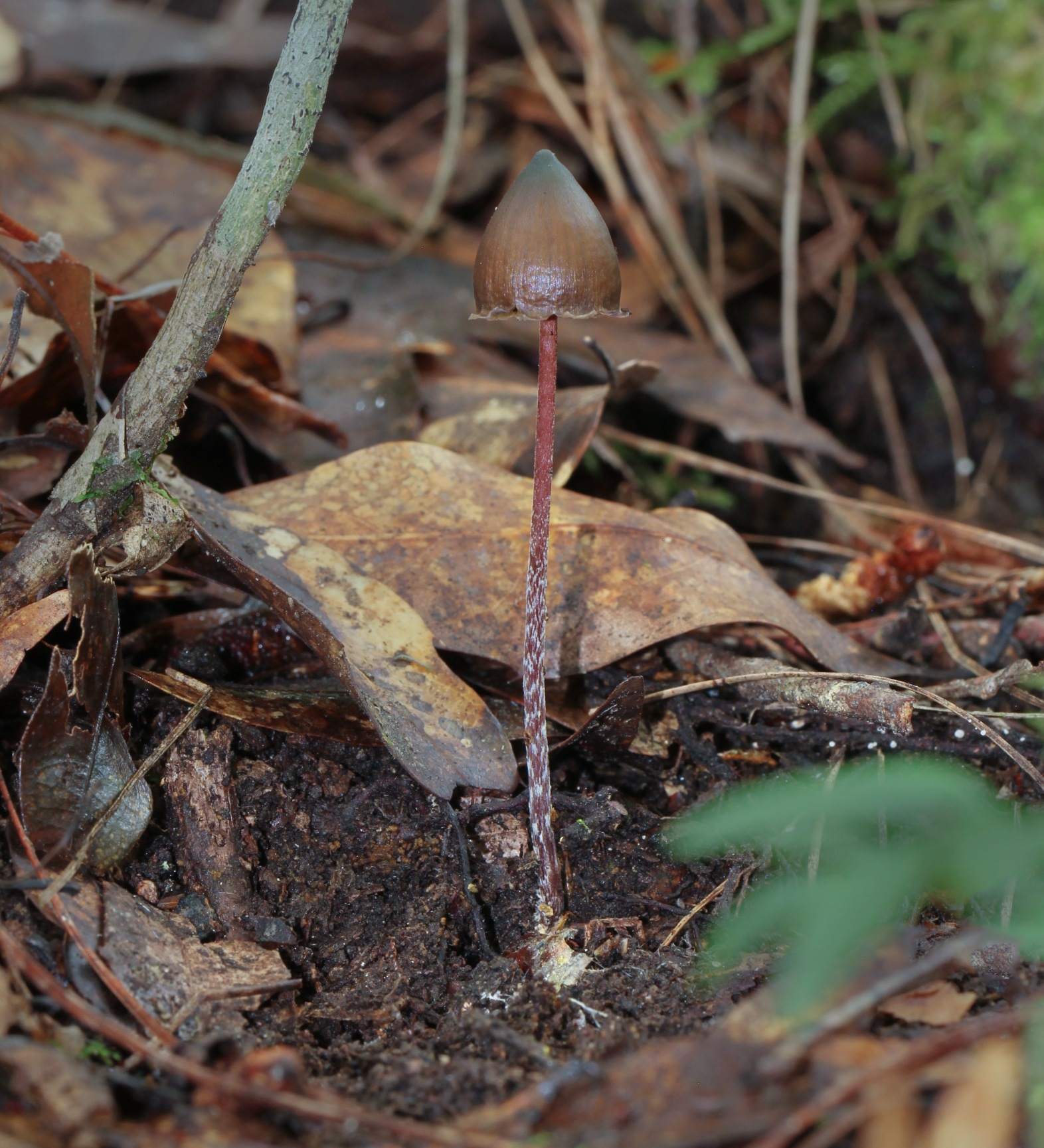 Psilocybe neoxalapensis image