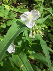 Tradescantia ozarkana
