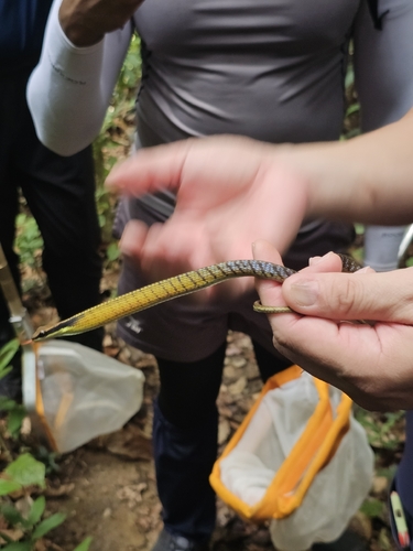Dendrelaphis striatus, 2026-05-21