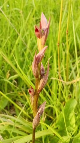 Serapias parviflora, photograph 2