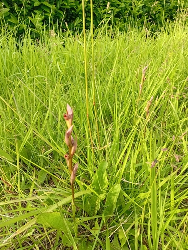 Serapias parviflora, photograph 3