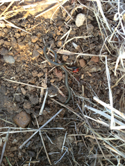 Diadophis punctatus similis