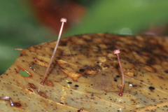 Mycena luxfoliicola