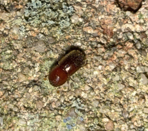 Xylosandrus crassiusculus, 2026-05-18