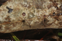Mycena luxfoliicola