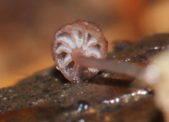 Mycena luxfoliicola