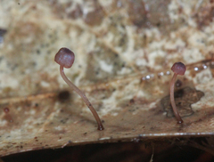 Mycena luxfoliicola