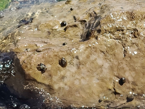 Mediterranean Limpet