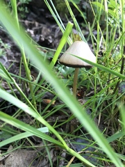 Fungi