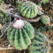 Melón de monte