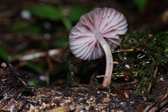 Mycena lumina