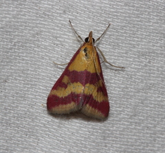 Pyrausta sanguinalis