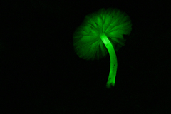 Mycena lumina