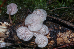 Mycena lumina