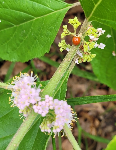 Asian Lady Beetle