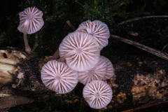 Mycena lumina