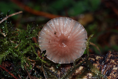 Mycena lumina