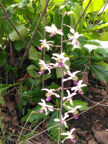 Eulophia cristata