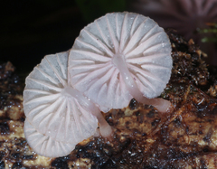 Mycena lumina