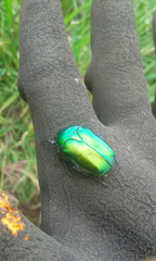 Protaetia cuprea ignicollis