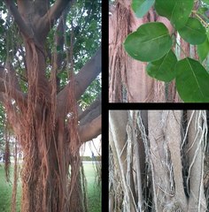 Ficus dendrocida